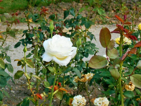 Rosas Florescendo Hastes Verdes Verão Dia Ensolarado — Fotografia de Stock