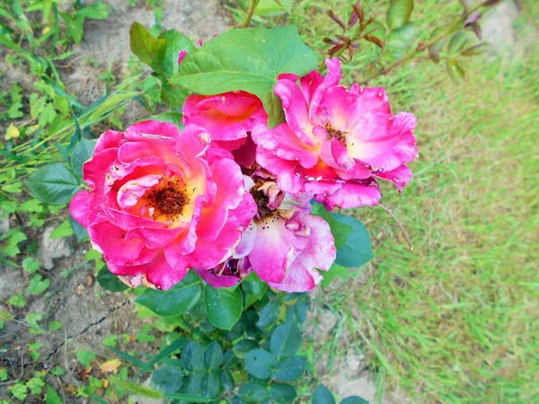 Blommande Rosor Gröna Stjälkar Sommar Solig Dag — Stockfoto