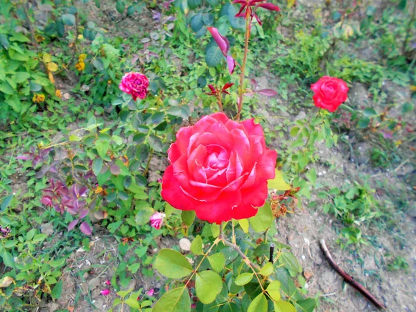 Kwitnące Róże Zielonych Łodygach Letni Słoneczny Dzień — Zdjęcie stockowe