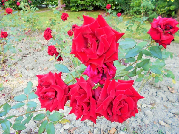 Bloeiende Rozen Groene Stengels Een Zomer Zonnige Dag — Stockfoto