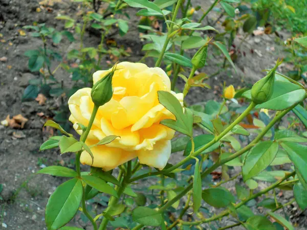 Kwitnące Róże Zielonych Łodygach Letni Słoneczny Dzień — Zdjęcie stockowe