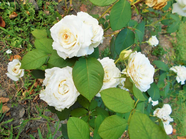 Bloeiende Rozen Groene Stengels Een Zomer Zonnige Dag — Stockfoto