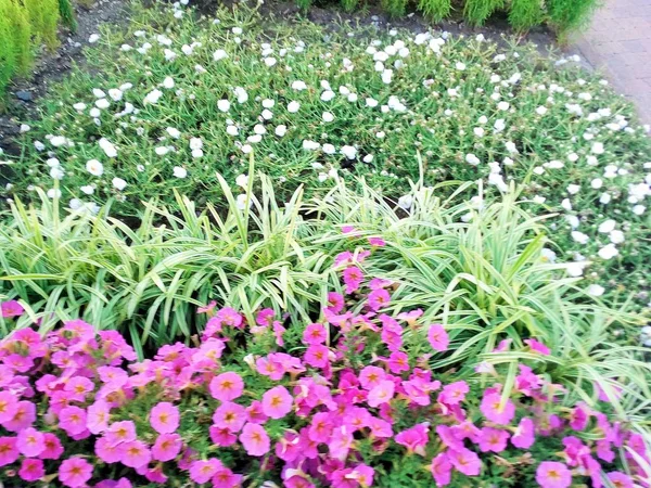 Beautiful Flowers Sunny Summer Day — Stock Photo, Image