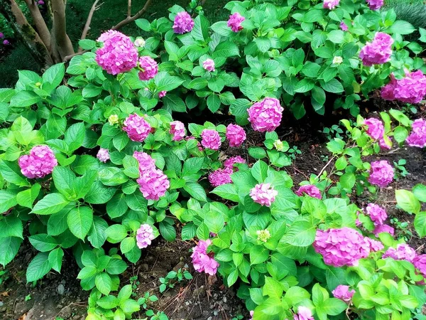 夏日阳光下美丽的花朵 — 图库照片