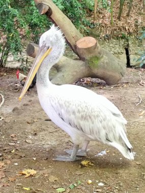 Soçi 'deki botanik bahçesinin kuşları.