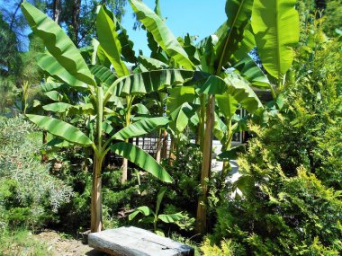 Soçi 'deki botanik bahçesinin doğası
