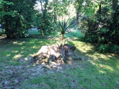 Soçi 'deki Doğa Parkı Riviera