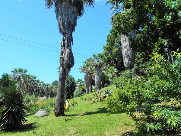 Arborétum Természete Szocsiban — Stock Fotó