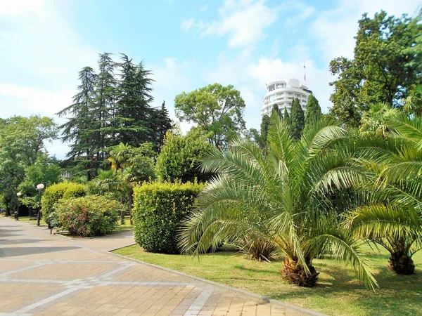 Nature City Sochi — Stock Photo, Image