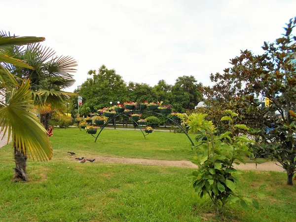 Naturaleza Ciudad Sochi —  Fotos de Stock