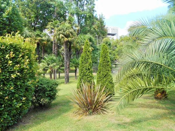 Nature City Sochi — Stock Photo, Image