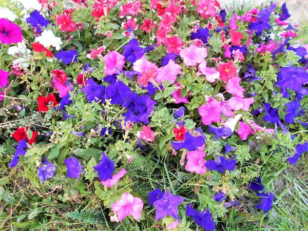 Kwiaty Letnie Wielobarwne — Zdjęcie stockowe