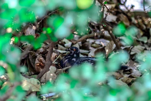 Imagens desfocadas focando em pombos — Fotografia de Stock