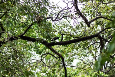 Kara bir karga, kara karga ağaç üzerinde en fazla.