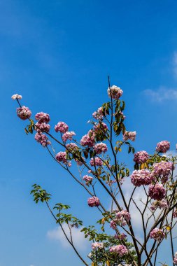 Parlak gökyüzü arka planda güzel pembe çiçekler ile bir ağaç