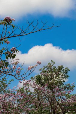 Parlak gökyüzü arka planda güzel pembe çiçekler ile bir ağaç