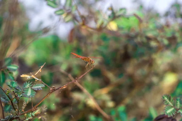 Libellula nella natura. — Foto Stock