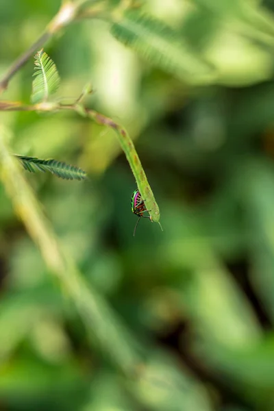 Scarabeo gioiello in foglia nella natura verde — Foto Stock