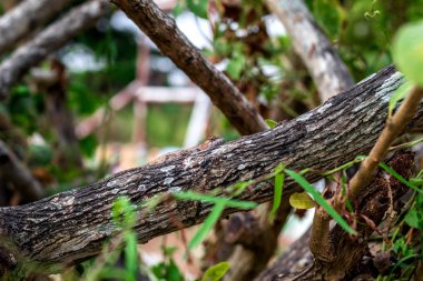 Oriental Garden kertenkele, Asya ülkelerinde yaygın olarak bulunanlar arasında. 