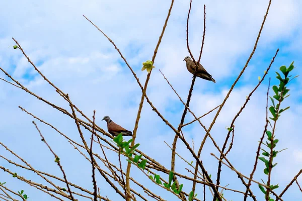 Dois pássaros na árvore, sem um belo fundo do céu — Fotografia de Stock