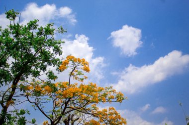 Sarı yaprakları ve berrak gökyüzü ile sonbahar sezonunda Ağaçlar