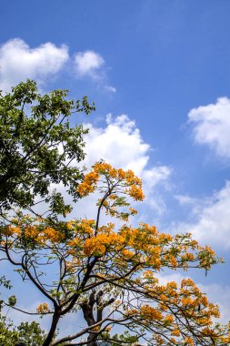 Sarı yaprakları ve berrak gökyüzü ile sonbahar sezonunda Ağaçlar