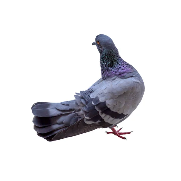 Pigeon isolé sur fond blanc, avec chemin de coupe — Photo