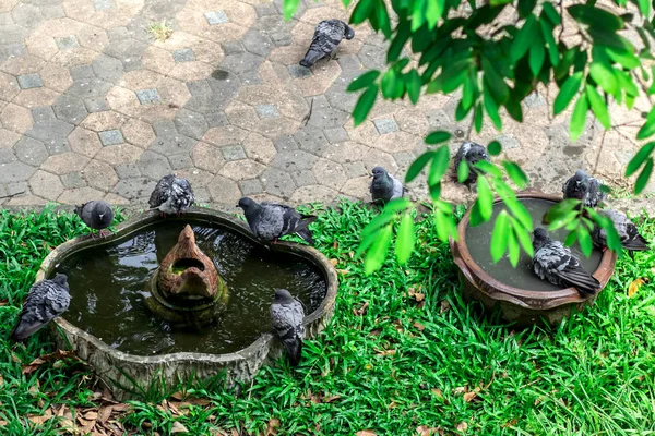 Palomas jugando en el charco en verano . —  Fotos de Stock