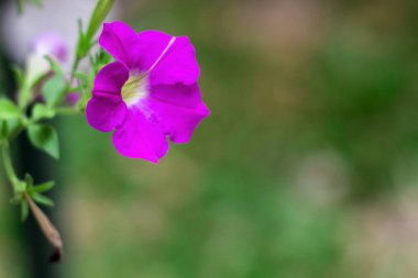 Pembe Impatiens çiçekler