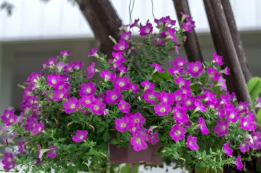 Pembe Impatiens çiçekler