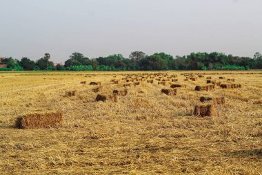 saman, pirinç arka plan için kuru saman, tasarım için Vintage tarzı