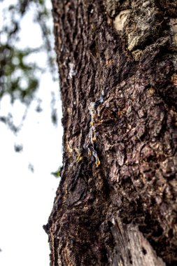 Doğal diş etleri doğal orijinli polisakkaritler