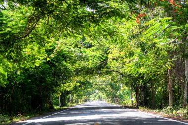 Ağaç çizgili köy yolu 