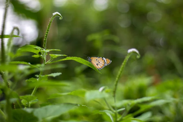 Mariposa sobre hojas verdes — Foto de Stock