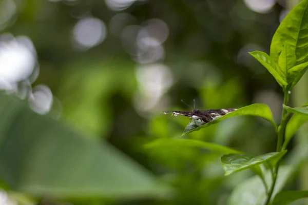 Черная бабочка на зеленых листьях — стоковое фото