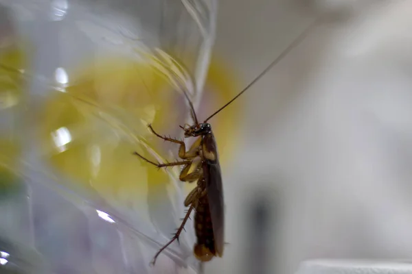 Gli scarafaggi sono portatori della malattia — Foto Stock