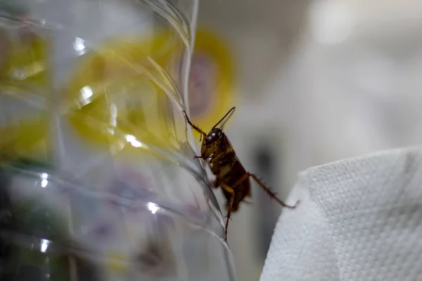 Тараканы переносчики болезни. — стоковое фото