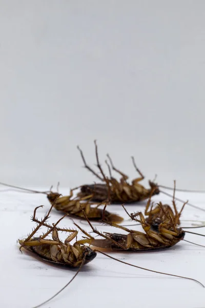 Тараканы переносчики болезни. — стоковое фото