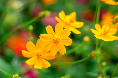 sarı kozmos veya Cosmos sülfatür, kükürt kozmosun