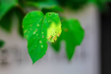 Üç böcek yapraklara yapışıyor.