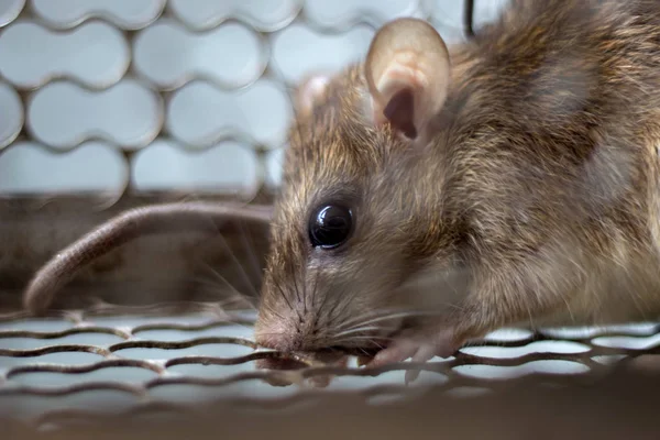 A Rat Caught Alive in a Cage Trap — Stock Photo, Image