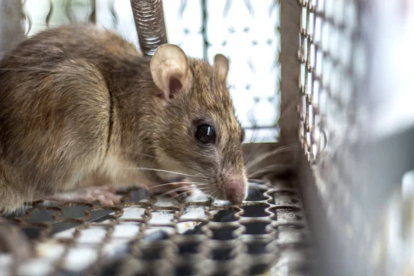 Um rato apanhado vivo numa armadilha de gaiolas — Fotografia de Stock