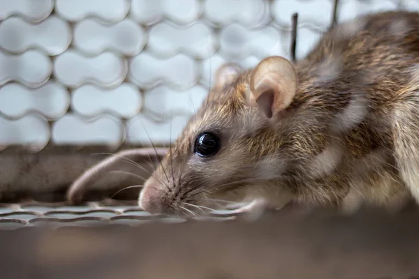 Um rato apanhado vivo numa armadilha de gaiolas — Fotografia de Stock