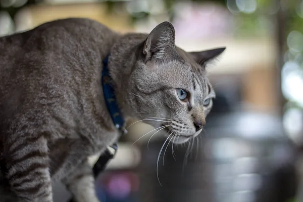 Il gatto carino sta fissando la vittima — Foto Stock