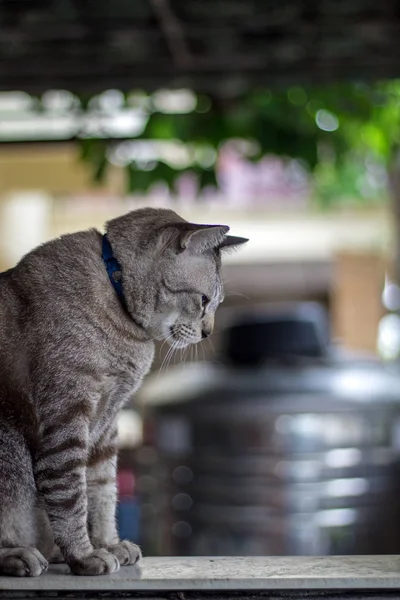 Il gatto carino sta fissando la vittima — Foto Stock