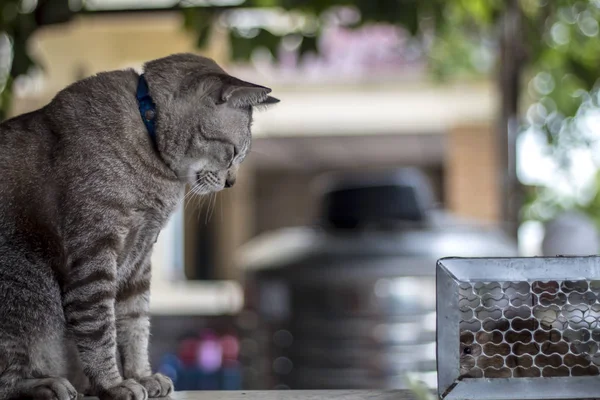 El gato miró fijamente a la rata atrapada en la jaula trampa . — Foto de Stock