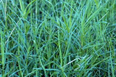 Yeşil yaprak yağmur gününde closeup su damlaları