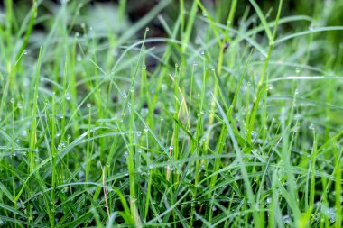 Yeşil yaprak yağmur gününde closeup su damlaları