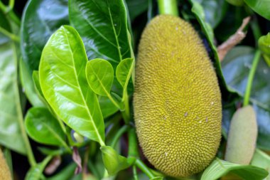  bulanık lık arka planlı bir ağaç üzerinde jackfruit
