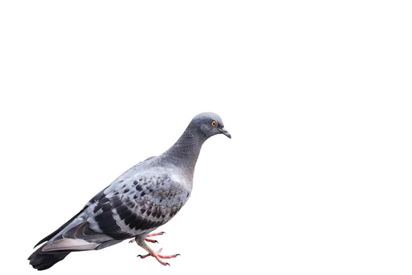 Pigeon Isolé Sur Fond Blanc Avec Chemin Coupe — Photo